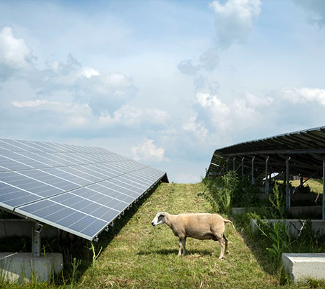 Вівці їдять гірчицю на сонячній фермі в Гелдерланді, Нідерланди